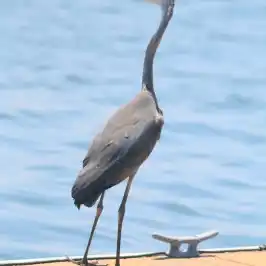 a bird standing next to a body of water