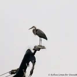 a bird flying in the sky