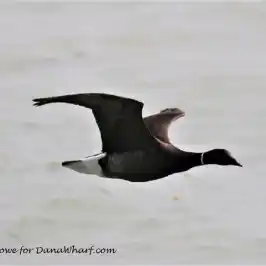 a black bird standing next to a body of water