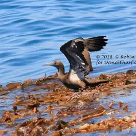 a bird swimming in water next to a body of water