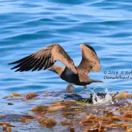 a bird swimming in water