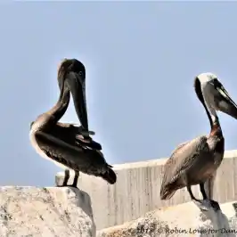 a flock of seagulls standing next to a body of water