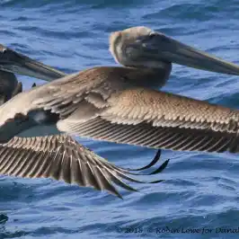 a flock of seagulls in a pool of water