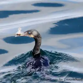 a bird swimming in water