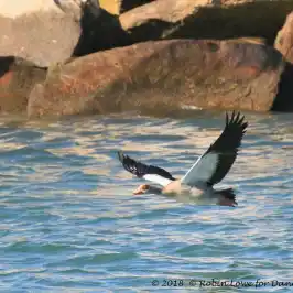 a bird flying over a body of water