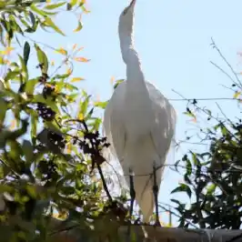 a bird standing on a branch