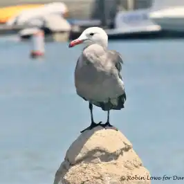 a bird standing next to a body of water