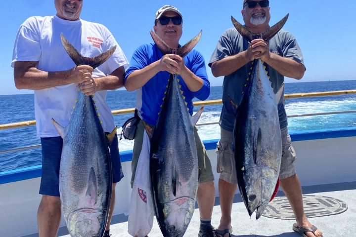 Dana Wharf Tuna Three