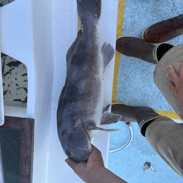 Person holding a large fish on a measuring board on a boat.
