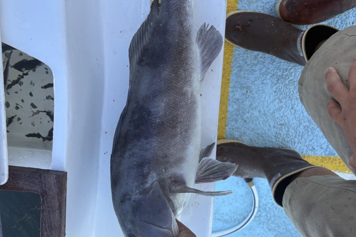Person holding a large fish on a measuring board on a boat.