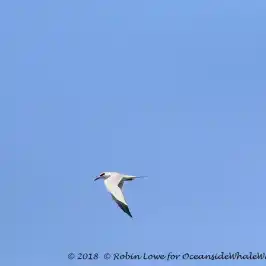 a bird flying in the sky