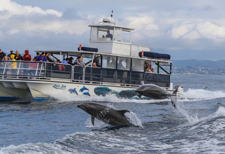 Dolphins leaping beside Lot' A Fun