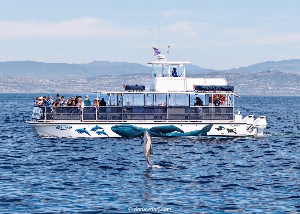 Tour boat on ocean with people observing a dolphin leaping in the foreground.