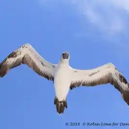a bird flying in the air