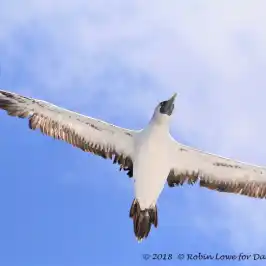 a bird flying in the sky