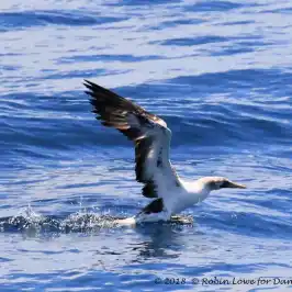 a bird flying over a body of water