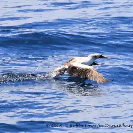 a bird swimming in water next to a body of water