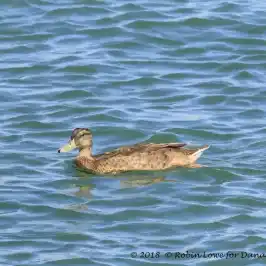 a duck swimming in a body of water