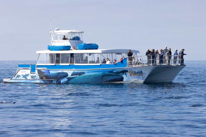 Boat with whale mural and people watching dolphins at sea.