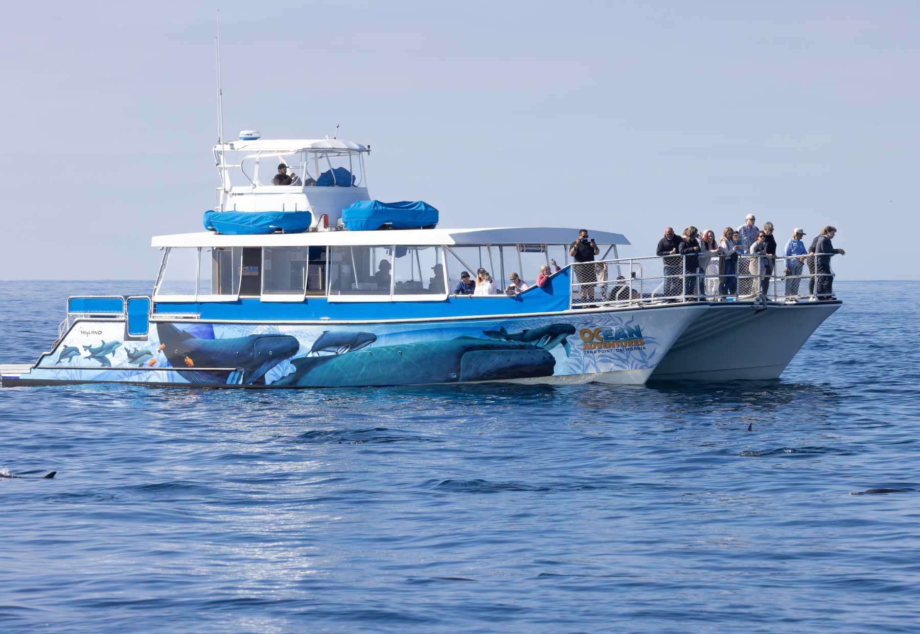 Ocean Adventures Catamaran at Dana Point Harbor