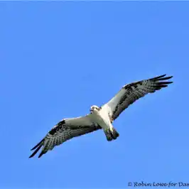a bird flying in the sky