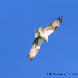a bird flying in the sky