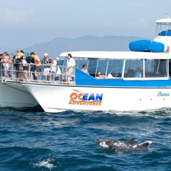 Patches near the Ocean Adventure DSC_9707-Edit