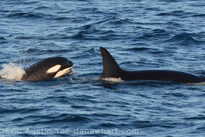 Dana Wharf 8 Hour Whale Watching
