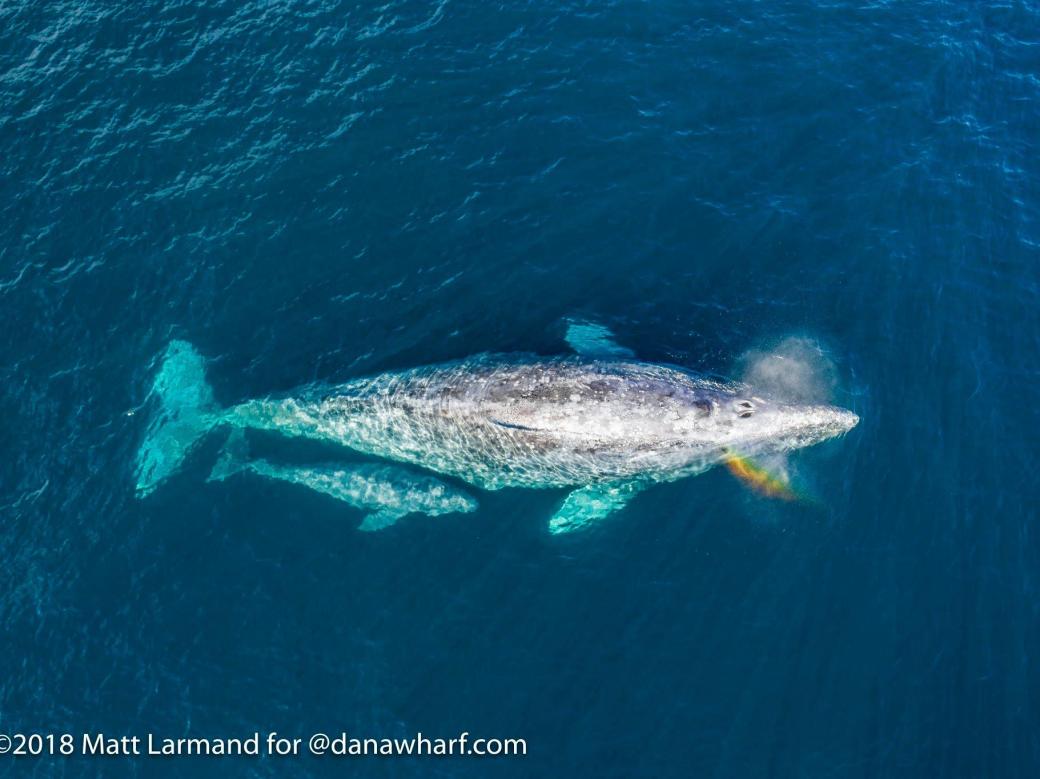 Gray whale and calf seen from above off Dana Point