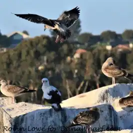 a flock of seagulls flying in the sky