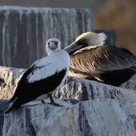 a bird standing on a rock