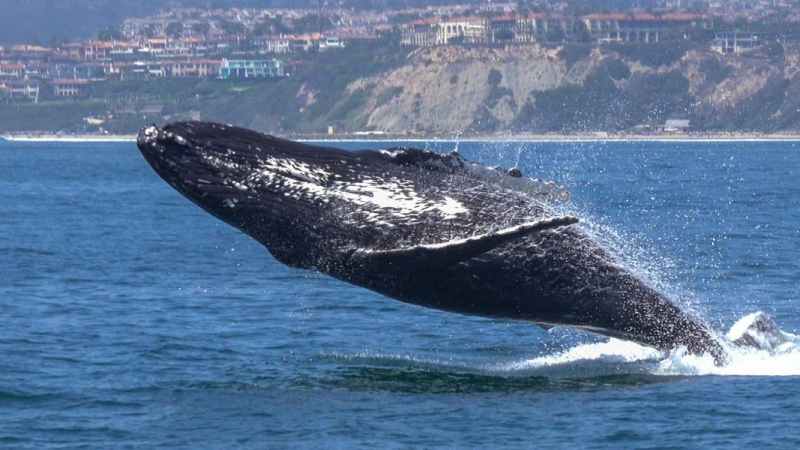 Screen-Shot-2019-01-30-at-9.14.18-AM