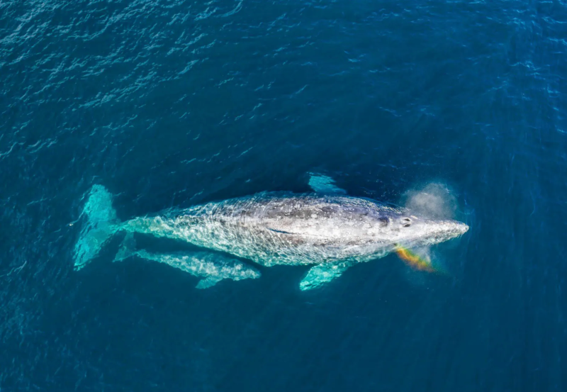 Private Whale Watching Charter