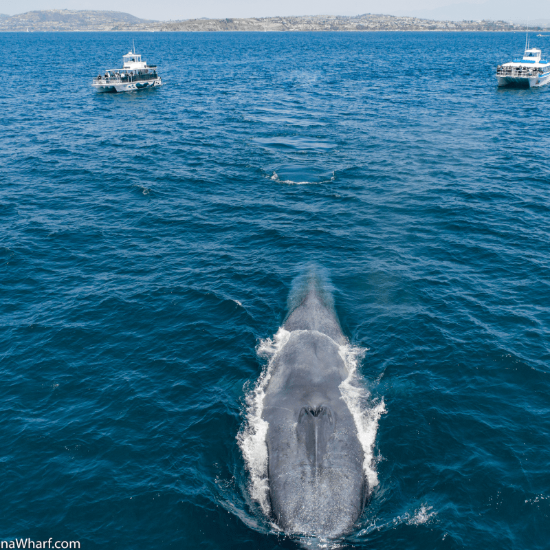 Lot a Fun & CCean Adventures