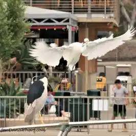 a bird flying over a fence