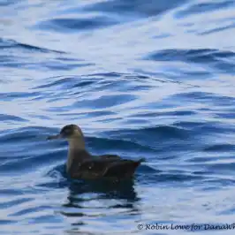 a bird swimming in water next to a body of water