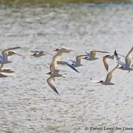 a flock of seagulls standing on a beach