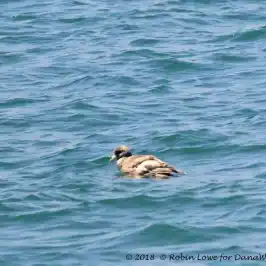 a bird swimming in water next to the ocean