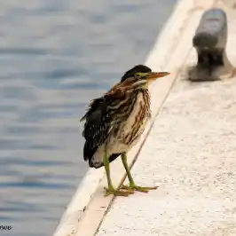 a bird that is standing in the sand