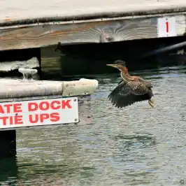 a bird flying over a body of water