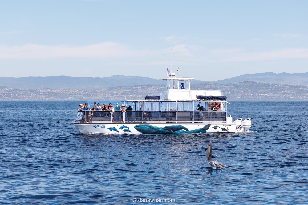 Tour boat on ocean with people watching dolphins nearby.