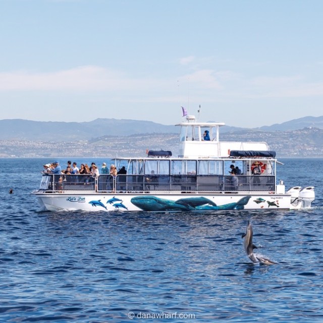 Tour boat on ocean with people watching dolphins nearby.