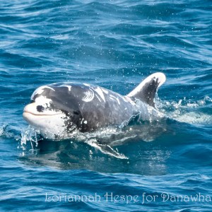 a dog swimming in a body of water
