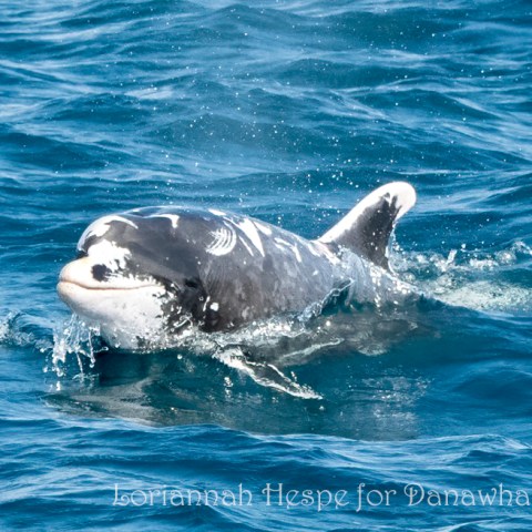a dog swimming in a body of water