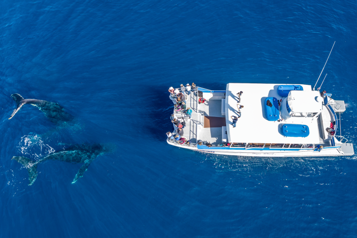 a blue and white boat floating on a body of water