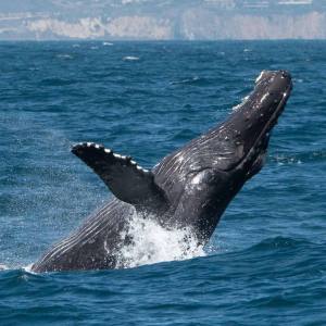 a whale jumping out of the water