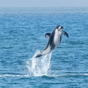 a dolphin jumping out of the water
