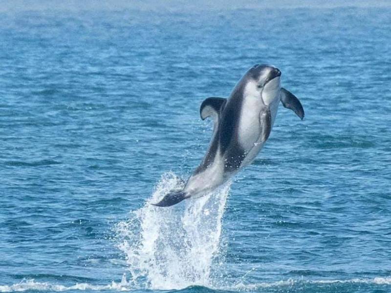 a dolphin jumping out of the water