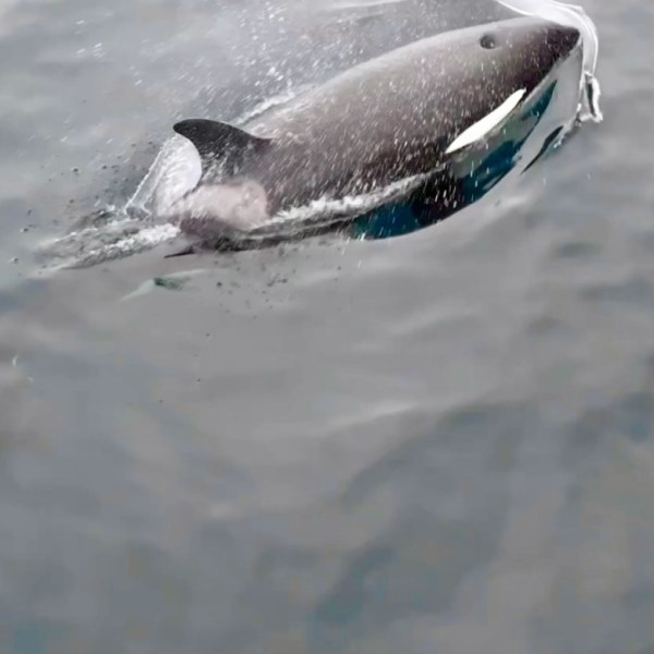 an animal swimming in the water