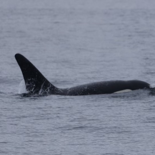 a whale jumping out of the water